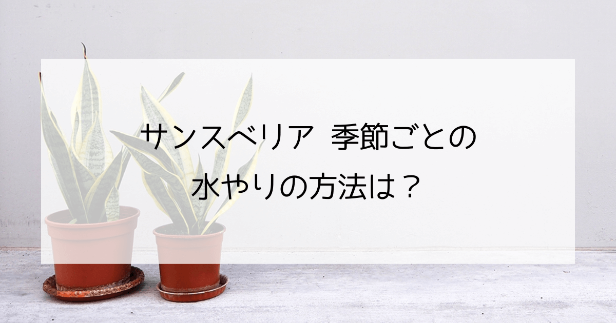 サンスベリア水やりの方法